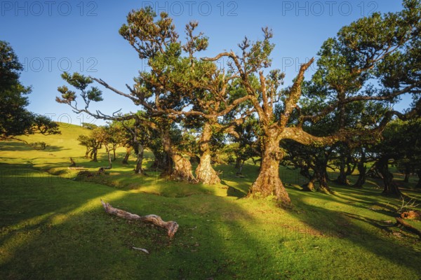 Centuries-old til trees in fantastic magical idyllic Fanal Laurisilva forest on sunset. Madeira
