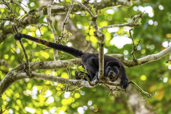 Mantled howler (Alouatta palliata) eating buds in a tree, Cahuita National Park, Costa Rica,