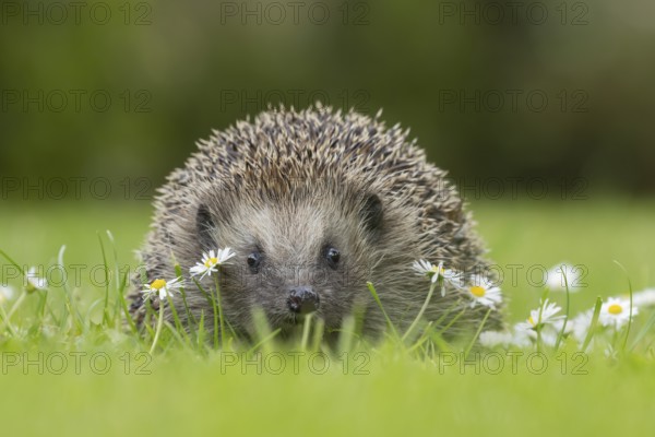 European hedgehog (Erinaceus europaeus) adult animal on a garden grass lawn with flowering daisy