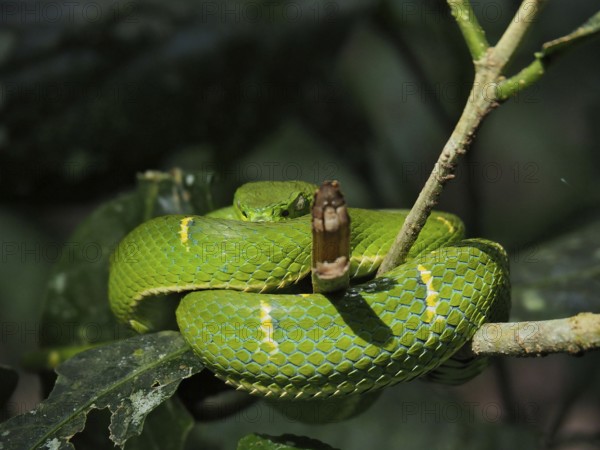 Bothriechis lateralis (Bothriechis lateralis) curled up on a branch in the jungle. Monteverde Cloud