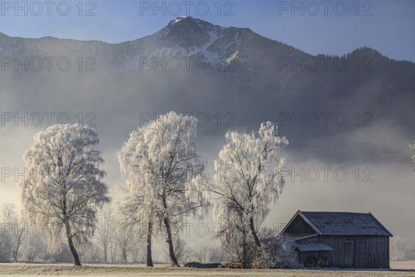 Birch trees with hoarfrost, hut in front of mountains, winter, Loisach-Lake Kochel moor, view of