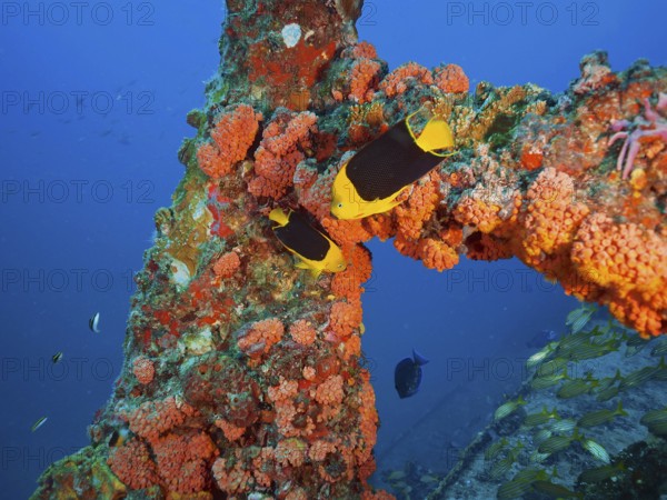 Bright orange corals, orange cup coral (Tubastraea coccinea), with tropical fish, tricolour