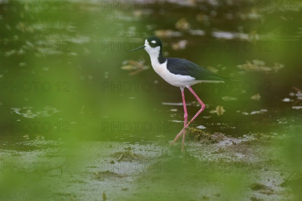 Black-necked Stilt (Himantopus mexicanus), Wakodahatchee Wetlands, Delray Beach, Florida, USA,