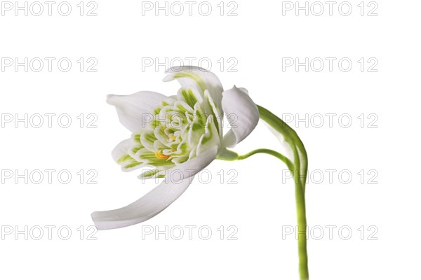 Flower of the double snowdrop (Galanthus nivalis Flore Pleno) on a white background, Bavaria,