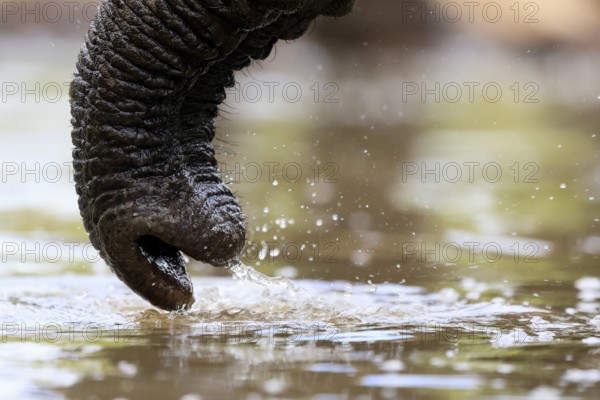 African elephant (Loxodonta africana), adult, Rüssell, drinking, at the water, detail, Kruger