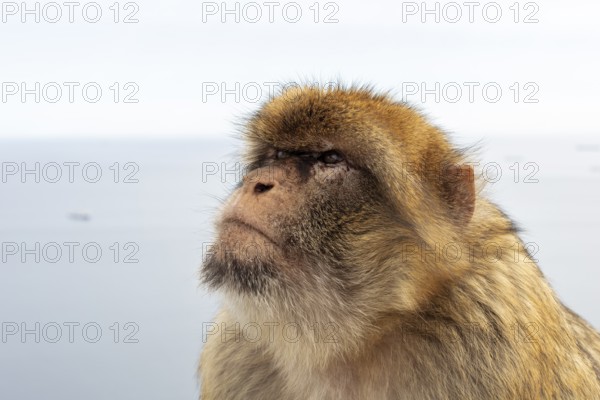 Close-up of a monkey with focus on the face in front of a blurred sea, Gibraltar, Barbary macaque