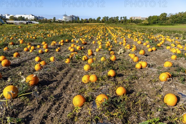Pumpkin field, ripe pumpkins, shortly in front of harvest, near Neuss, North Rhine-Westphalia,