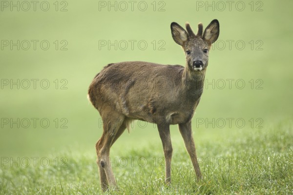 European roe deer (Capreolus capreolus) fawn in winter coat and short bast horns with eye injury on