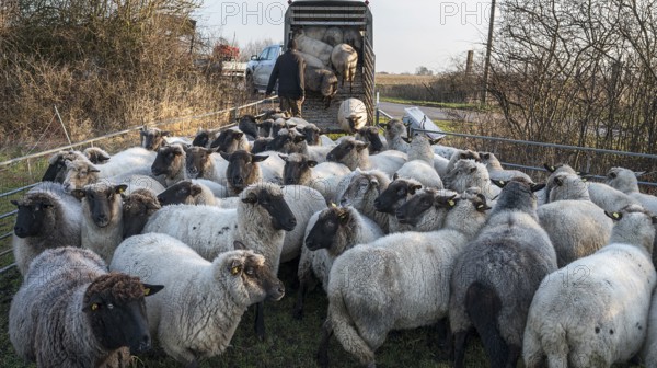 Black-headed domestic sheep (Ovis gmelini aries) being loaded onto a double-decker cattle trailer,
