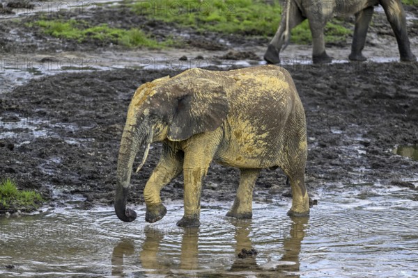 African forest elephant (Loxodonta cyclotis) in the Dzanga Bai forest clearing, Dzanga-Ndoki