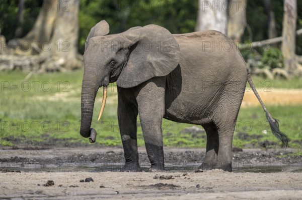 African forest elephant (Loxodonta cyclotis) in the Dzanga Bai forest clearing, Dzanga-Ndoki