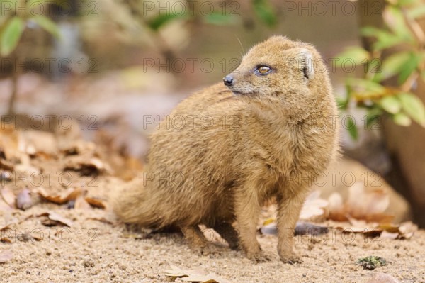 Ethiopian dwarf mongoose (Helogale hirtula) sitting on the ground, Bavaria, Germany, Europe