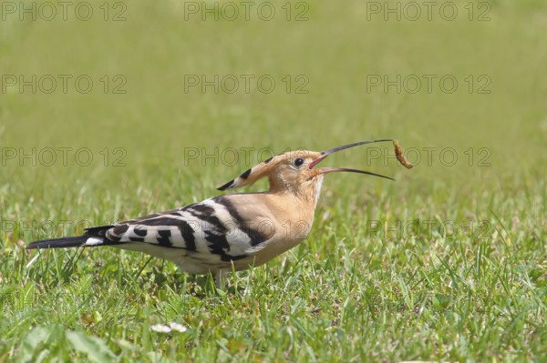 Hoopoe (Upupa epops) standing in the grass, griffon with beak throwing up and catching, wildlife,