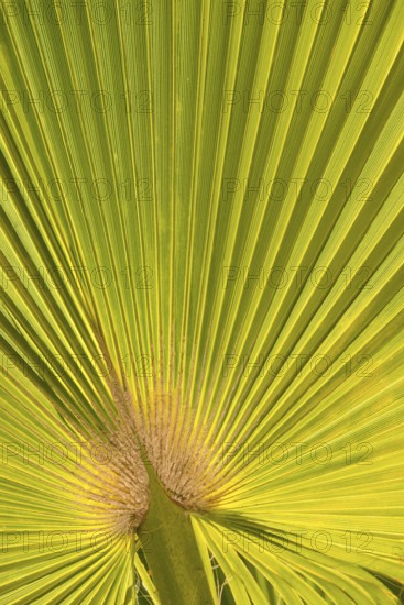 Sunlit palm leaf in fan shape with striking texture and shadow play of the leaf veins, mexican fan