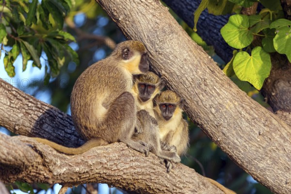 Green monkey (Chlorocebus sabaeus), guenon family, Janjabureh boat trip, Janjabureh, South Bank,