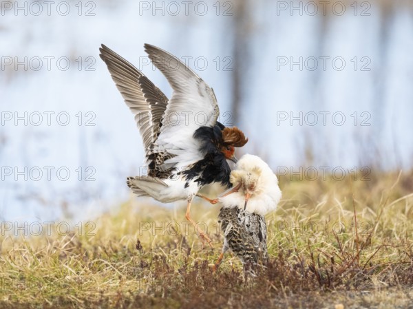 Ruff (Calidris pugnax) two males in breeding plumage at lek, fighting over female, Pokka, Finnish