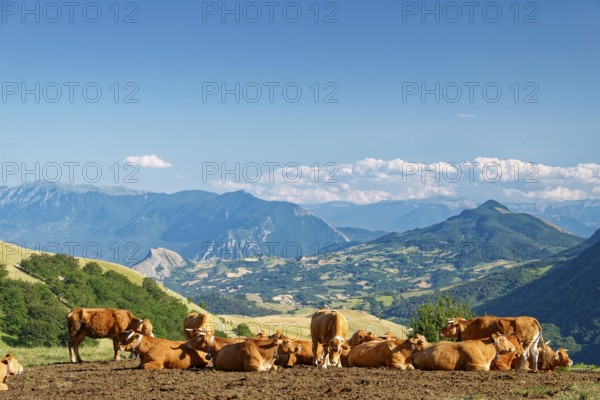 A herd of cows with bells in the mountain and hilly landscape around the village of Carpineto della