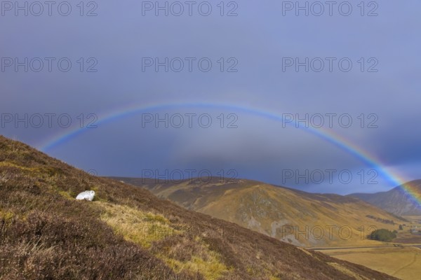 Rainbow and mountain hare, snow hare (Lepus timidus) in white winter pelage resting in the hills in