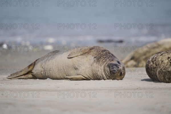Grey seal (Halichoerus grypus) lying on the beach, Düne, Helgoland, Schleswig-Holstein, Germany,