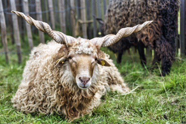 Zackelschaf (Ovis aries strepsiceros Hungaricus) lying in the grass, Hungarian sheep breed, twisted
