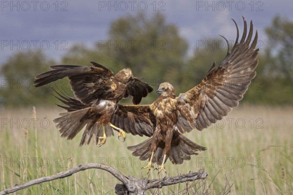 Marsh harrier (Circus aeruginosus) medium-sized bird of prey, female, hunting in reeds, on the