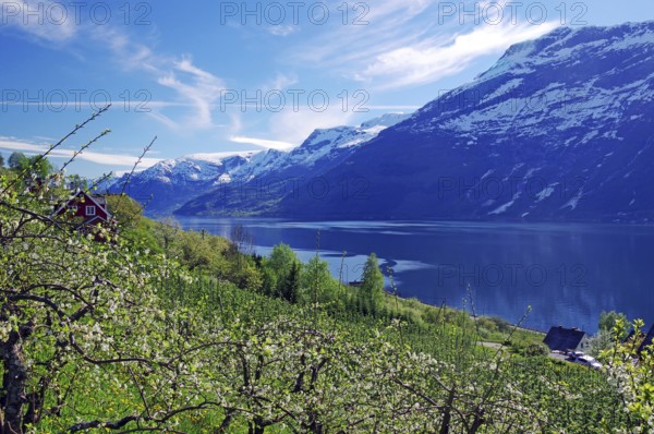 Green landscape with a view of a lake, surrounded by snow-capped mountains and trees, spring,