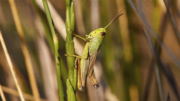 Close-up of a green locust (locusta), on a green stem, Strofilia biotope, wetlands, Kalogria,