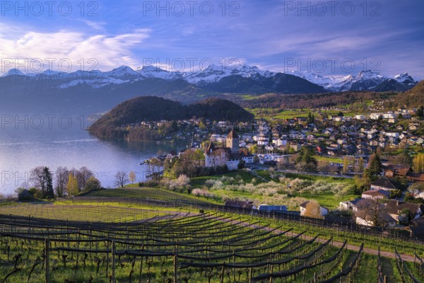 View of Spiez with castle on Lake Thun, vineyards and blossoming cherry trees (Prunus avium),
