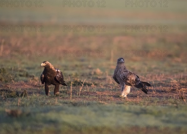 Iberian Eagle, Spanish Imperial Eagle (Aquila adalberti), Extremadura, Castilla La Mancha, Spain,