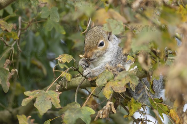 Grey squirrel (Sciurus carolinensis) adult animal feeding in a Field maple tree, England, United