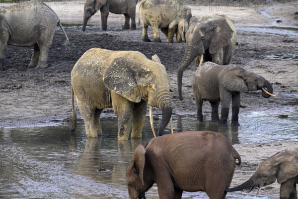 African forest elephants (Loxodonta cyclotis) in the Dzanga Bai forest clearing, Dzanga-Ndoki