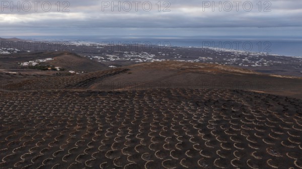 Grapevines growing in black volcanic soil in protected enclosed pits, La Geria, Lanzarote, Canary