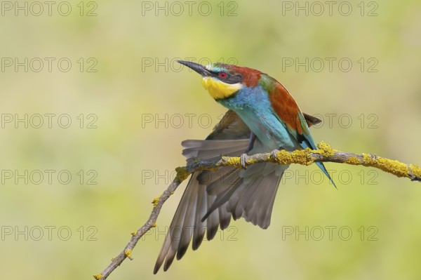 Bee-eater (Merops apiaster) sitting on a branch, stretching its wings, Wildlife, Lake Neusiedl