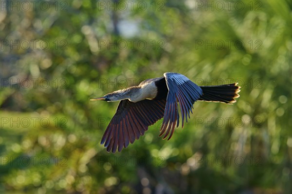 Snakebird (Anhinga anhinga), fly, spring, Wakodahatchee Wetlands, Delray Beach, Florida, USA, North