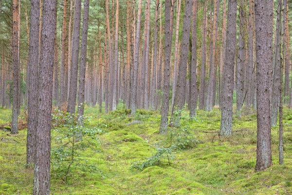 Coniferous forest, pines (Pinus), mossy forest floor, Südheide nature park Park, Lüneburg Heath,