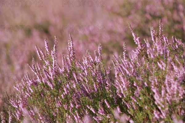 Close-up of flowering heather against the light in the Lüneburg Heath, Lower Saxony, Germany,