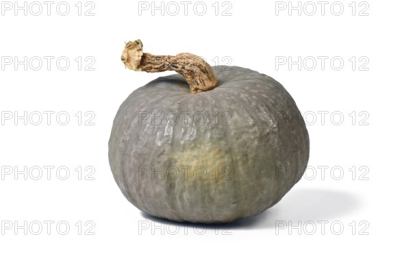 Winter squash called 'Blue Kuri' with blue-gray skin on white background
