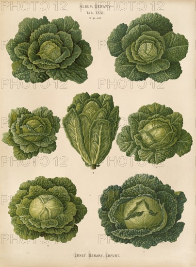 Vegetables, cabbage, savoy cabbage, after Ernst Samuel Benary (10 November 1819, 19 February 1893),