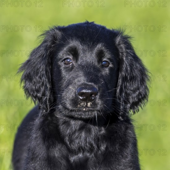 Black flat-coated retriever, cute 9-week-old puppy standing in field, gundog, hunting dog breed