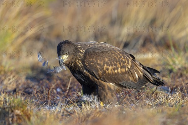 White-tailed eagle, Eurasian sea eagle, erne (Haliaeetus albicilla) juvenile eating from dead hare