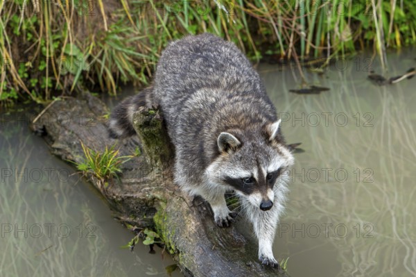 Common raccoon, North American racoon (Procyon lotor) crossing stream, rivulet over fallen tree