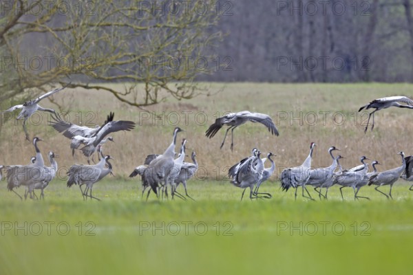 Crane (Grus grus), flock landing in a meadow during migration, a group of cranes in a meadow, some
