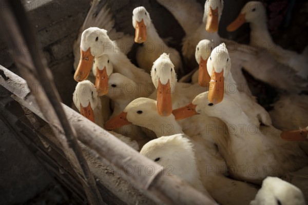 Ducks ready for slaughter at the duck breeding station Jiang Su Xiang Gui Breeding Co. Ltd, Xiang