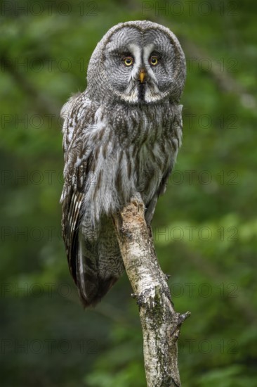 Great grey owl (Strix nebulosa), Parc Animalier de Sainte-Croix, Natural Park, near Rhodes,