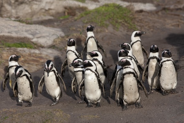 JACKASS PENGUIN OR AFRICAN PENGUIN (spheniscus demersus), GROUP WALKING TO SHORE, BETTY'S BAY IN