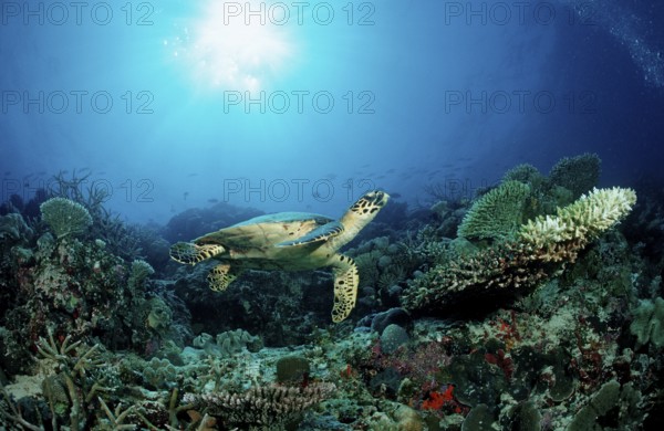 Hawksbill sea turtle over coral reef, Hawksbill Turtle over Coral Reef, Eretmochelys imbricata, sea