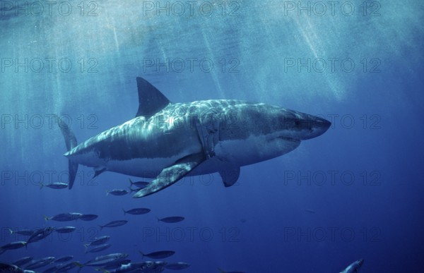 Great white shark, Carcharodon carcharias, USA, California, Pacific Ocean, Farallon Islands, San