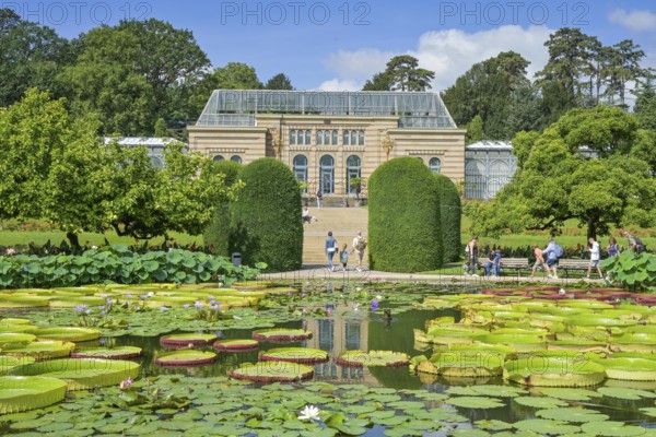 Water lily pond, behind the Moorish country house with greenhouses, Wilhelma, Zoological-Botanical