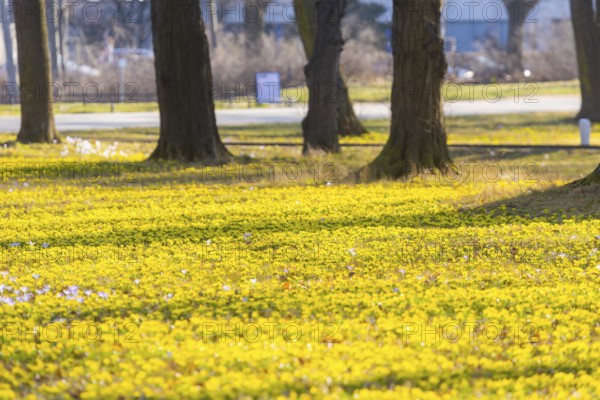 Blooming crocuses and winter aconites on the meadows in the Baroque Park Großer Garten, Dresden,