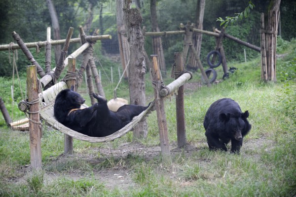 Asian black bears (Ursus thibetanus), Animal Asia Foundation sanctuary, Chengdu, Sichuan